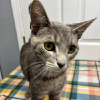 Domestic Short Hair Cats Available for Adoption in Granville, Ohio - Chips | PetCurious