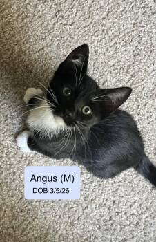 Domestic Short Hair and Tuxedo Cats Available for Adoption in Vacaville, California - Angus | PetCurious