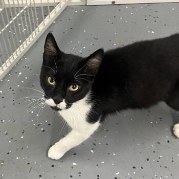Gizmo -  Domestic Short Hair Cat for Adoption in Park City, Utah - Gizmo | PetCurious