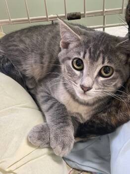 Rescue Domestic Short Hair Cats for Adoption in Westfield, New York - Tori | PetCurious
