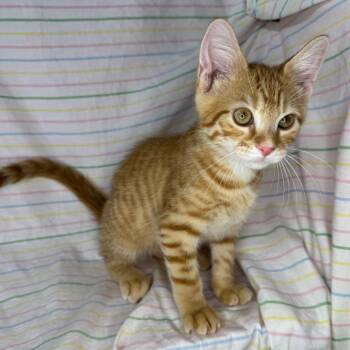 Sandstone -  Norwegian Forest Cat and Bengal Cat for Adoption in Mount Vernon, Illinois - Sandstone | PetCurious