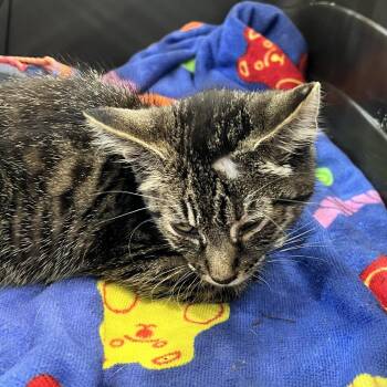 72048 -  Domestic Medium Hair Cat for Adoption in Harrisonburg, Virginia - 72048 | PetCurious