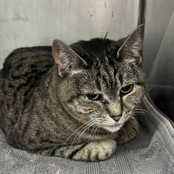 Momma Kitty -  Domestic Short Hair Cat for Adoption in Troy, Virginia - Momma Kitty | PetCurious