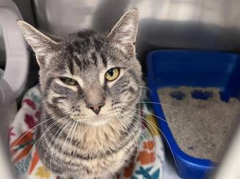 Domestic Short Hair Cats Available for Adoption - JOHNNY | PetCurious