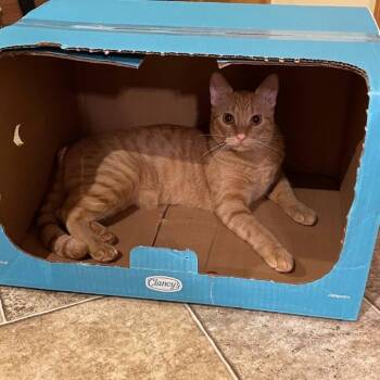 Domestic Short Hair Cats Available for Adoption in South Elgin, Illinois - Sai - Home To Home | PetCurious