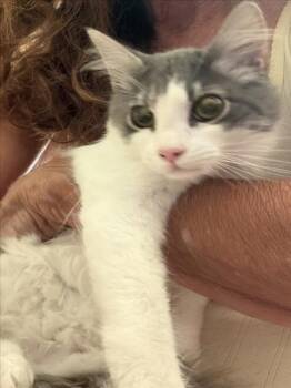 *COOKIE -  Domestic Medium Hair Cat for Adoption in Woodland, California - *COOKIE | PetCurious