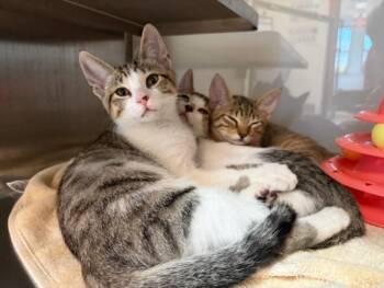 KATSU* -  Domestic Short Hair Cat for Adoption in Santa Cruz, California - KATSU* | PetCurious