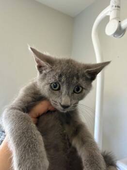 Hocus -  Domestic Short Hair Cat for Adoption in Lincoln, California - Hocus | PetCurious