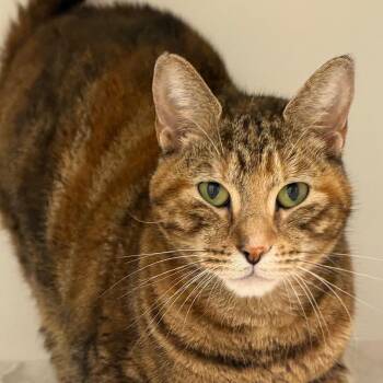 Lisa -  Domestic Short Hair Cat for Adoption in Philadelphia, Pennsylvania - Lisa | PetCurious
