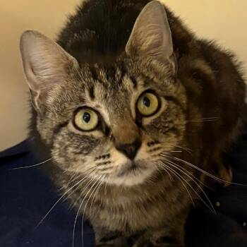 Polly -  Domestic Short Hair Cat for Adoption in East Hanover, New Jersey - Polly | PetCurious