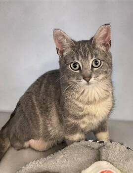 Ollie -  Domestic Short Hair Cat for Adoption in Champaign, Illinois - Ollie | PetCurious