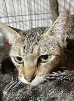 Teenie -  Domestic Short Hair Cat for Adoption in Dalton, Georgia - Teenie | PetCurious