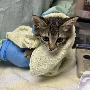 Bongo Boy -  Domestic Short Hair Cat for Adoption in Tempe, Arizona - Bongo Boy | PetCurious