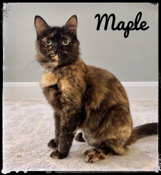Maple -  Domestic Medium Hair Cat for Adoption in El Cajon, California - Maple | PetCurious