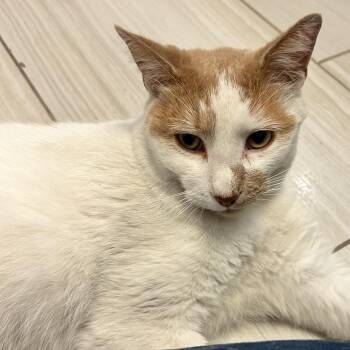 Kevin -  Domestic Short Hair Cat for Adoption in Oak Brook, Illinois - Kevin | PetCurious