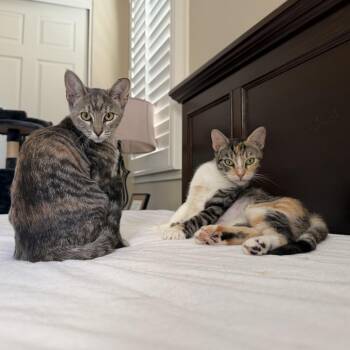 Cherrybell -  Domestic Short Hair Cat for Adoption in Tustin, California - Cherrybell | PetCurious