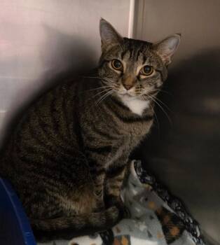 Stanley -  Domestic Short Hair Cat for Adoption in Ocala, Florida - Stanley | PetCurious