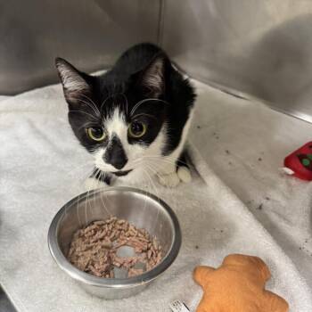 Rescue Domestic Short Hair Cats for Adoption in Passaic, New Jersey - Oreo | PetCurious
