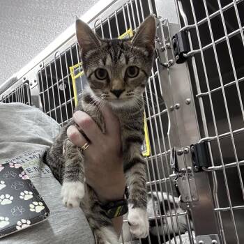 Silky -  Domestic Short Hair Cat for Adoption in Morganton, North Carolina - Silky | PetCurious