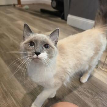 Meadow -  Ragdoll Cat for Adoption in Lee