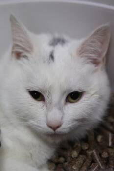 Domestic Short Hair Cats Available for Adoption - Elsa | PetCurious