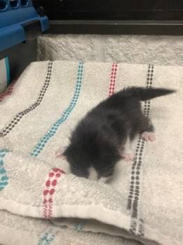 Rescue Domestic Short Hair Cats for Adoption in Fort Worth, Texas - Kitten 1 | PetCurious