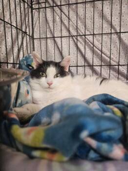 Beatrice -  Domestic Short Hair Cat Available for Adoption in West Mifflin, Pennsylvania - Beatrice | PetCurious