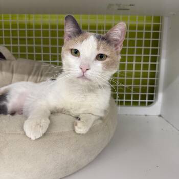 Billie -  Calico Cat Available for Adoption in Las Vegas, Nevada - Billie | PetCurious