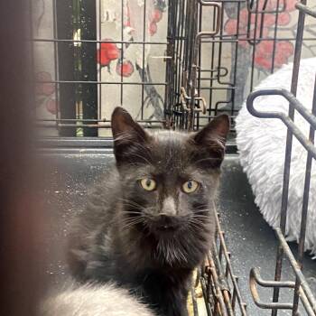 Leek -  Domestic Medium Hair Cat for Adoption in Los Angeles, California - Leek | PetCurious