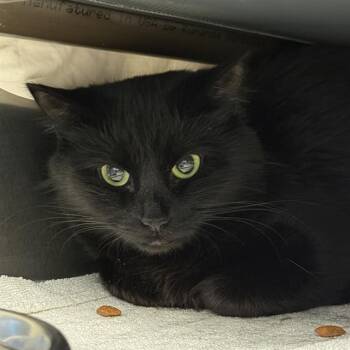 Domestic Long Hair Cats Available for Adoption in Las Vegas, Nevada - JADE | PetCurious