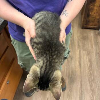 Oak -  Domestic Short Hair Cat for Adoption in Morganfield, Kentucky - Oak | PetCurious