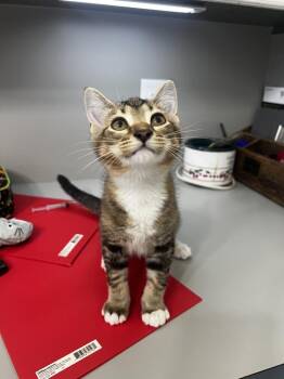 Mali -  Domestic Medium Hair Cat for Adoption in Blanchard, Oklahoma - Mali | PetCurious