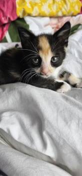 MAGGIE -  Domestic Short Hair Cat for Adoption in Charlotte, North Carolina - MAGGIE | PetCurious