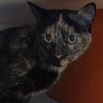 Bella -  Domestic Short Hair Cat for Adoption in Bentonville, Arkansas - Bella | PetCurious