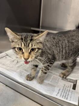 Rescue Domestic Short Hair Cats for Adoption in Aurora, Illinois - EPICURE | PetCurious