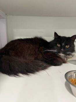 Chris -  Domestic Medium Hair Cat for Adoption in Lunenburg, Vermont - Chris | PetCurious