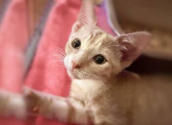 Caterina -  Domestic Short Hair Cat for Adoption in Sebastian, Florida - Caterina | PetCurious