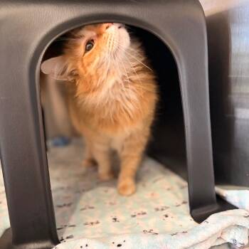 Domestic Medium Hair Cats Available for Adoption in Spokane, Washington - Bubbles | PetCurious