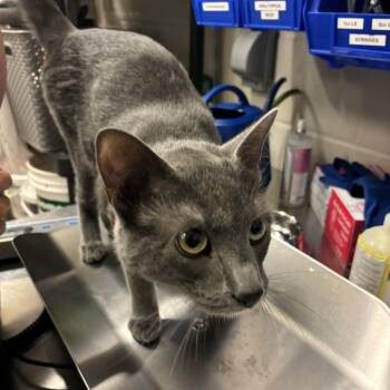 Jester -  Domestic Short Hair Cat for Adoption in Council Bluffs, Iowa - Jester | PetCurious