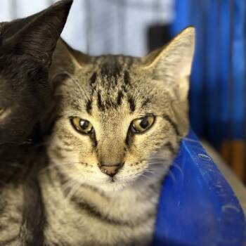 Tails -  Domestic Short Hair Cat for Adoption in New York, New York - Tails | PetCurious
