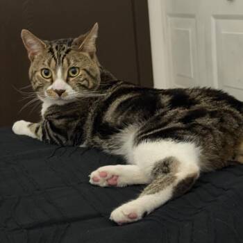 Rob Lopez - Home to Home -  Abyssinian Cat for Adoption in South Elgin, Illinois - Rob Lopez - Home To Home | PetCurious