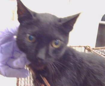 SHEBA -  Domestic Short Hair Cat for Adoption in Sacramento, California - SHEBA | PetCurious