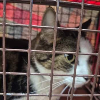 Kennedy Dr- 2190 -  Domestic Short Hair Cat for Adoption in Newark, New Jersey - Kennedy Dr- 2190 | PetCurious
