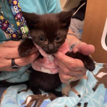 Lucky -  Domestic Short Hair Cat for Adoption in Wilmington, Delaware - Lucky | PetCurious