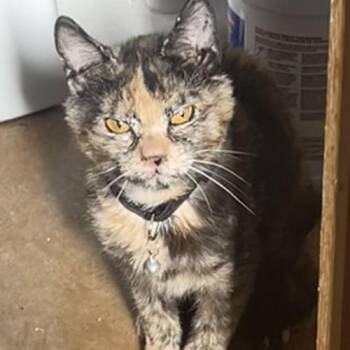 Rescue Tortoiseshell Cats for Adoption in Napa, California - Hermione ( Napa) | PetCurious