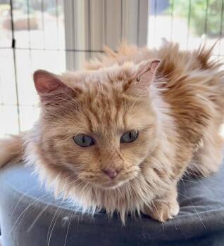 Rescue Tabby and Domestic Medium Hair Cats for Adoption in Scottsdale, Arizona - Kumquat | PetCurious
