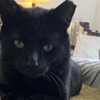 Domestic Short Hair Cats Available for Adoption - Charlee | PetCurious