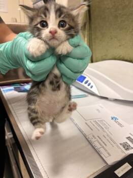 Domestic Short Hair Cats Available for Adoption in Riverside, California - SUPER MARIO | PetCurious
