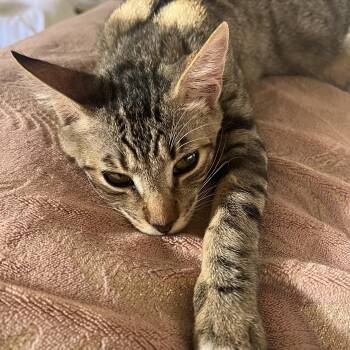 Tabby Cats Available for Adoption - Lyle | PetCurious