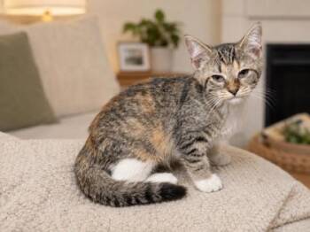 Ariel -  Domestic Short Hair Cat for Adoption in Taylorsville, North Carolina - Ariel | PetCurious